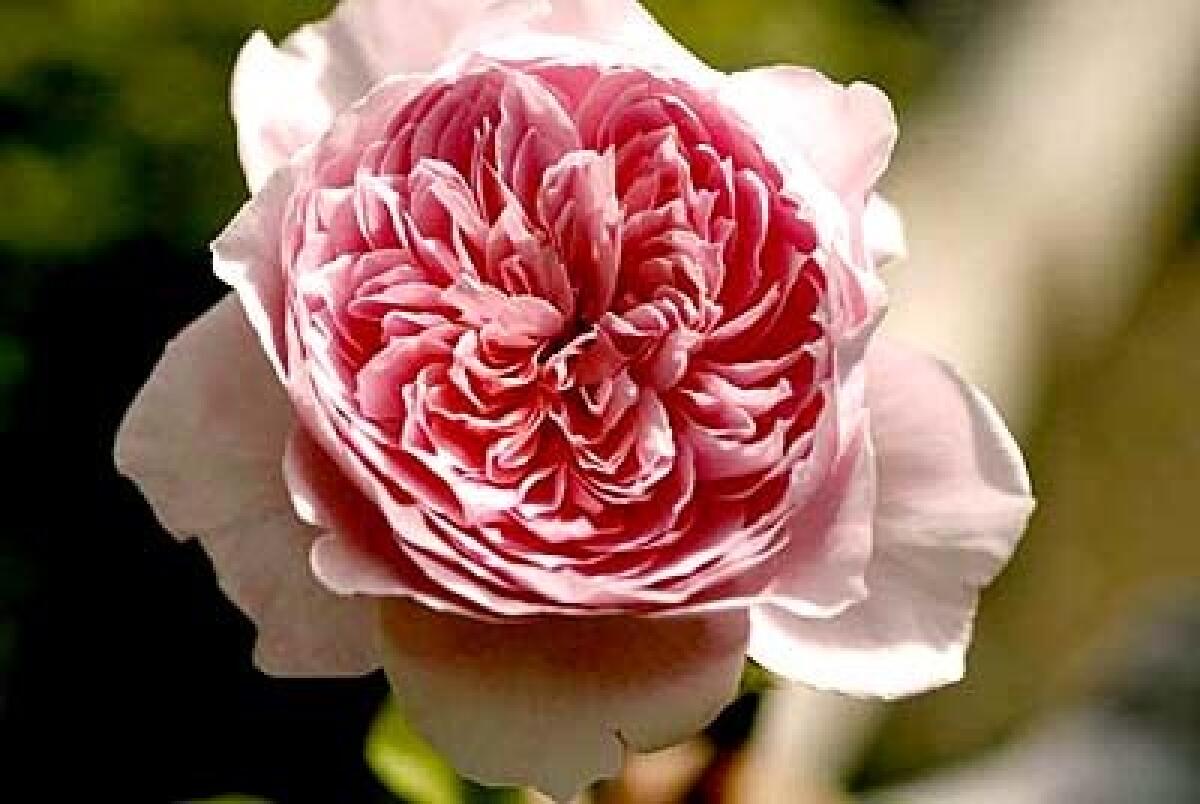 Ralph Moores Pink Powderpuff is a prolific climber resulting from the cross of a hybrid tea rose and the thorny Rosa bracteata.
