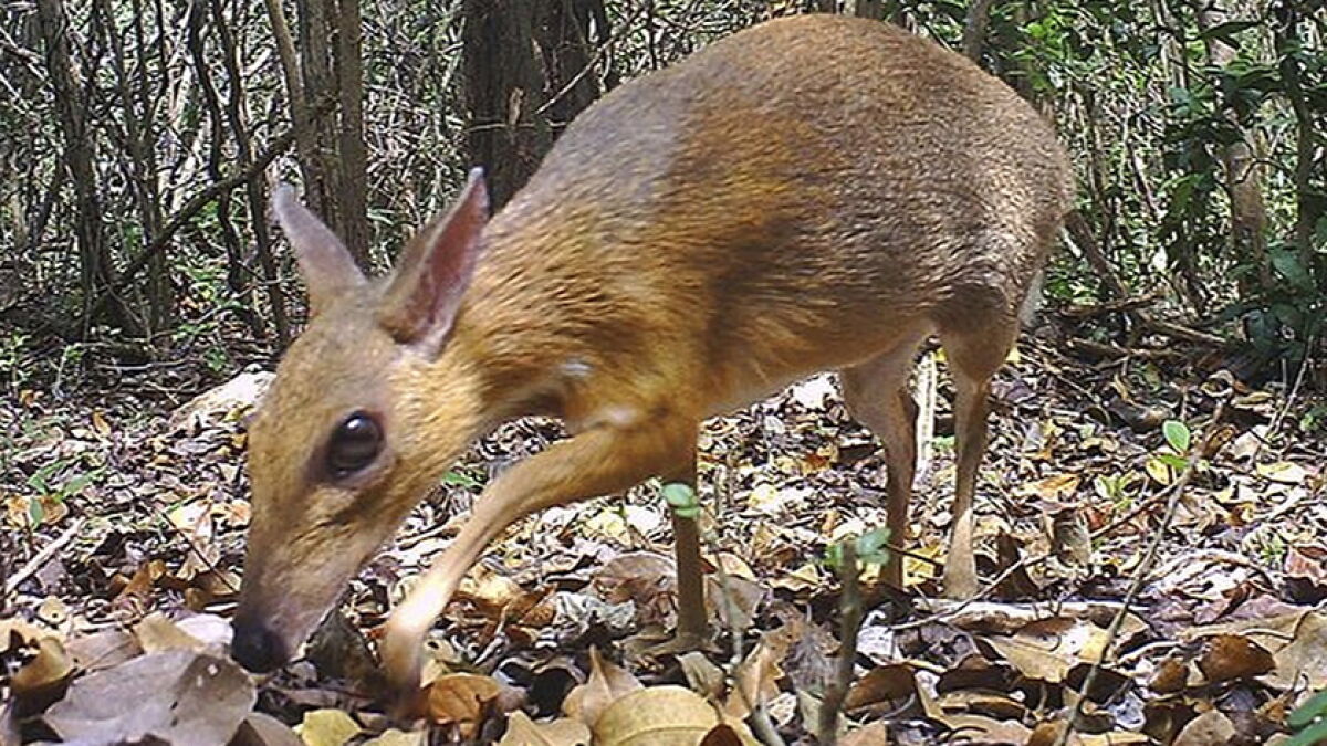 Rare deer-like species in Vietnam photographed for first time ...