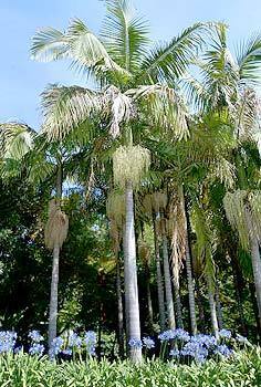 JELLY PALMS