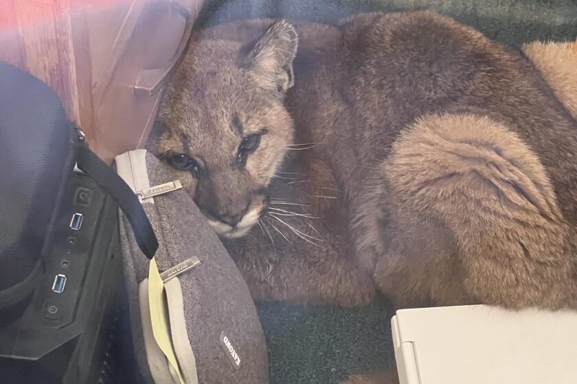 A young mountain lion entered a classroom at a San Mateo County high school.