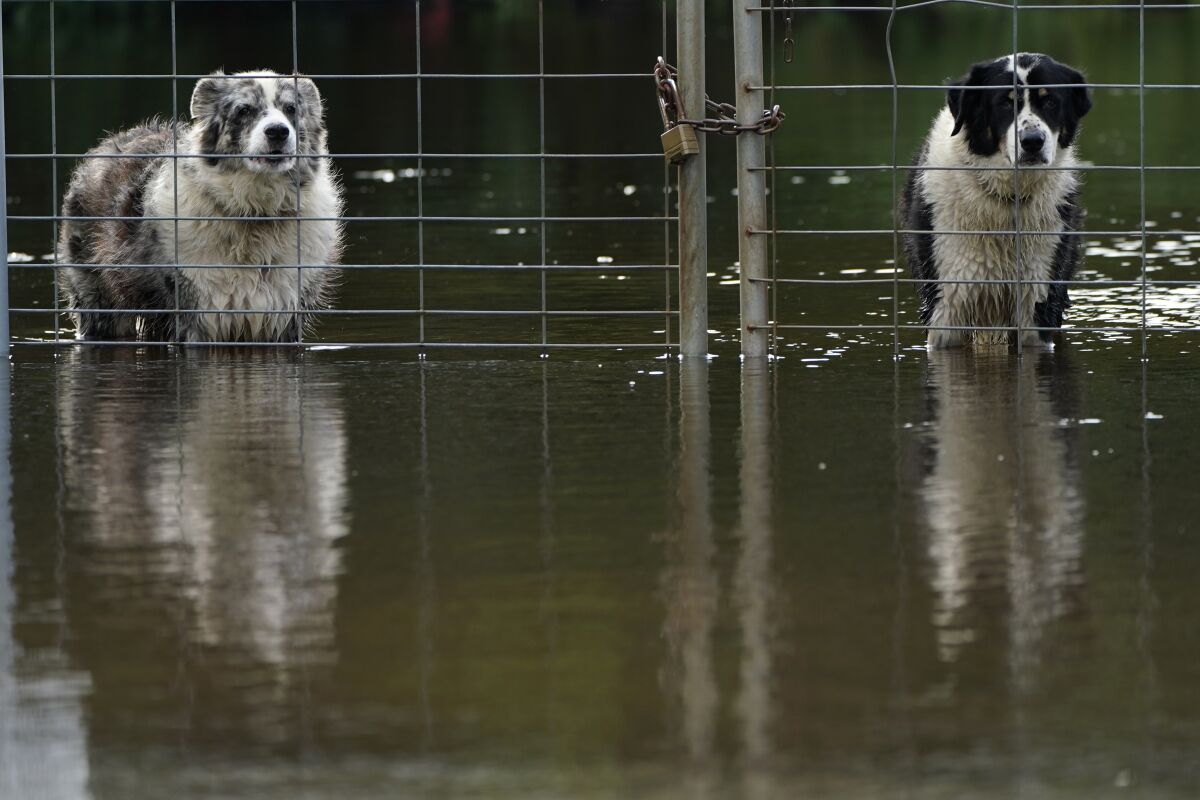 Two dogs look out from a flooded field 