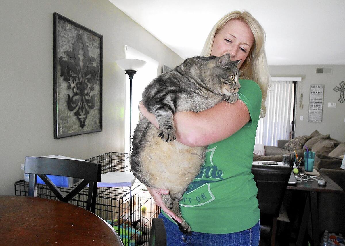 Angela Jackson-Brunning holds the portly Little Dude, a rescue cat who weighed in at 33 pounds at the time of his death from pneumonia. Little Dude earned a fan base as his foster family worked to get his health and weight under control.