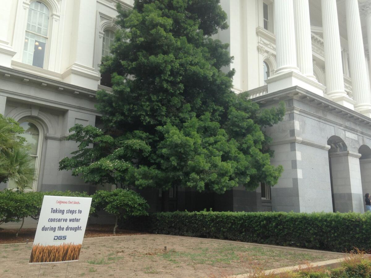 Signs on the state Capitol grounds alert visitors to water conservation efforts and explaining the browning landscape.