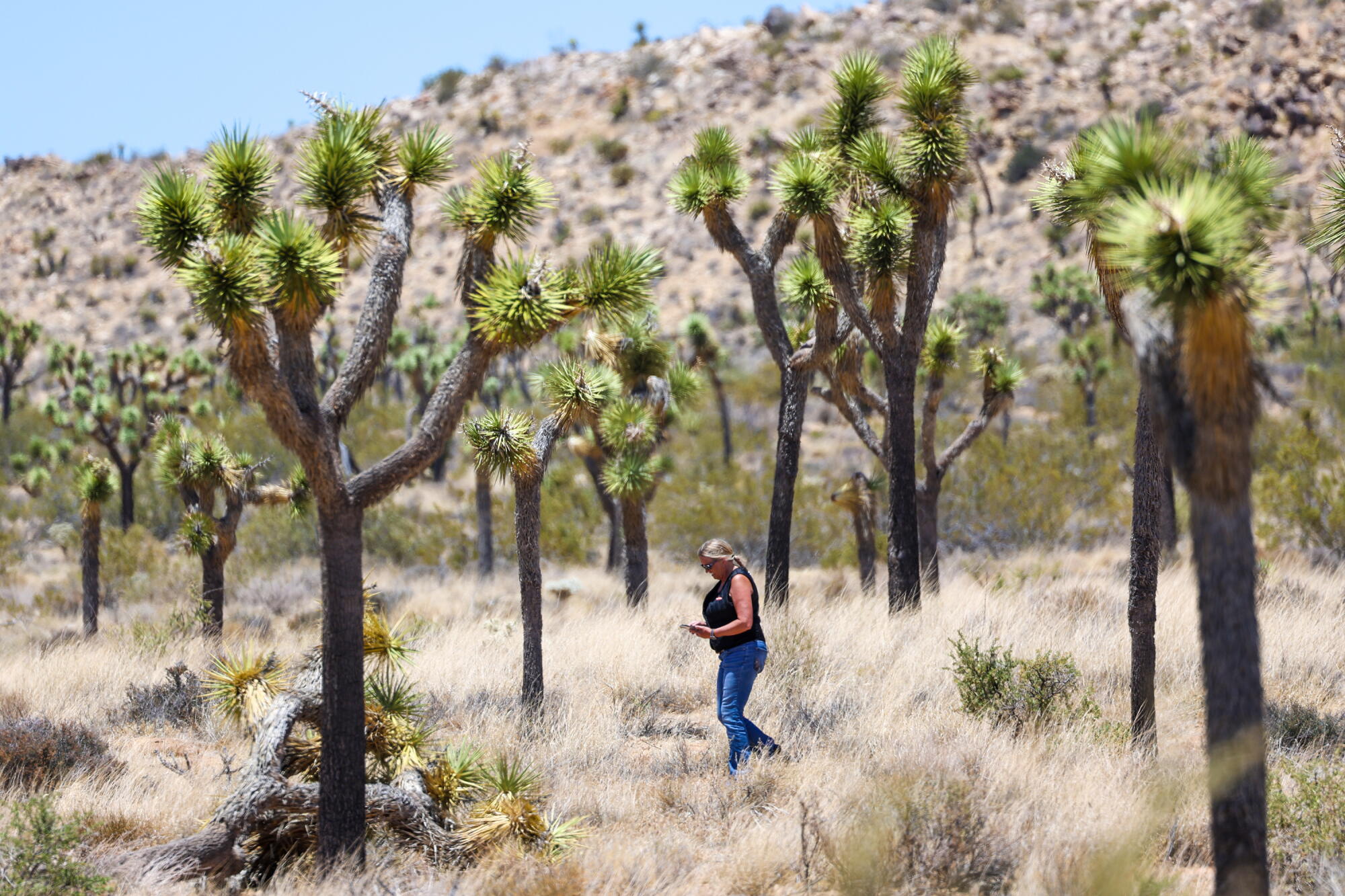 Joshua Tree Core California approves unprecedented plan to protect Joshua trees from ...