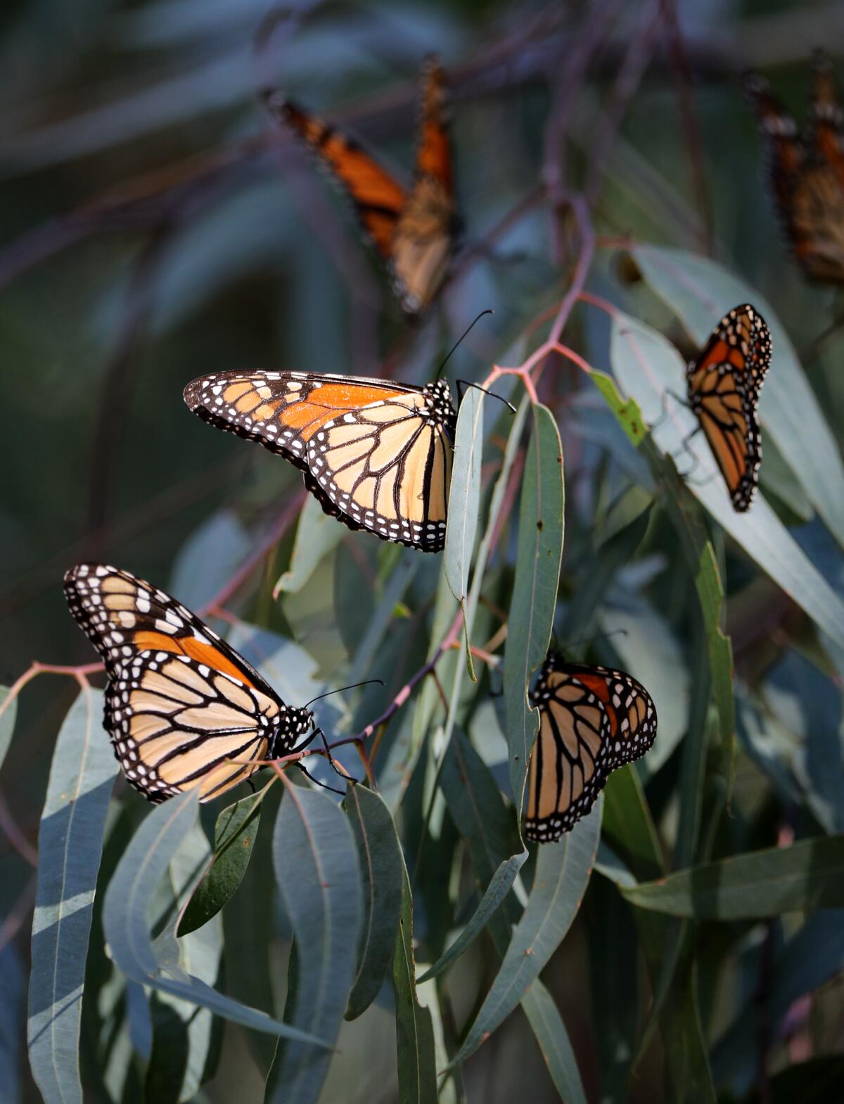 Migrating endangered monarch butterflies congregate on branches of a eucalyptus tree in Huntington Beach on Friday.