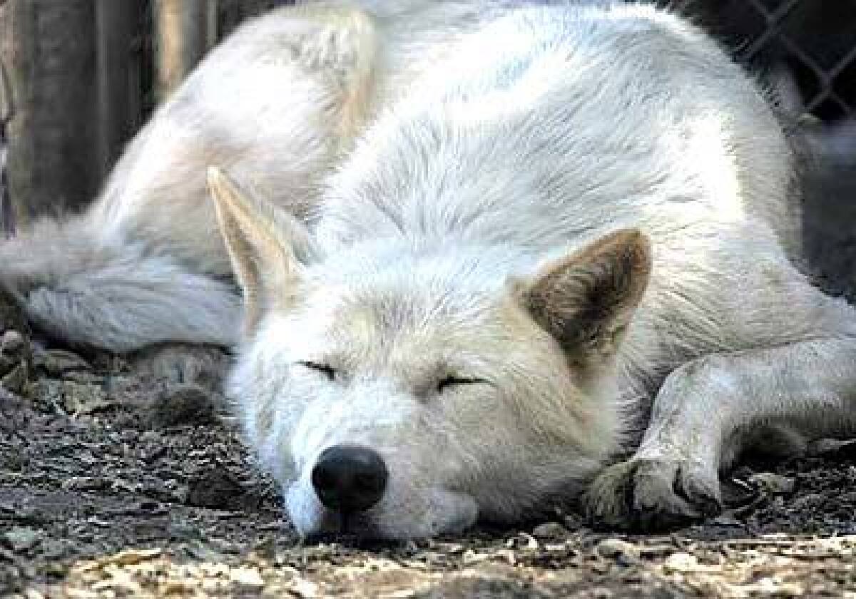 A North American gray wolf is among the residents of the California Wolf Center in Julian.