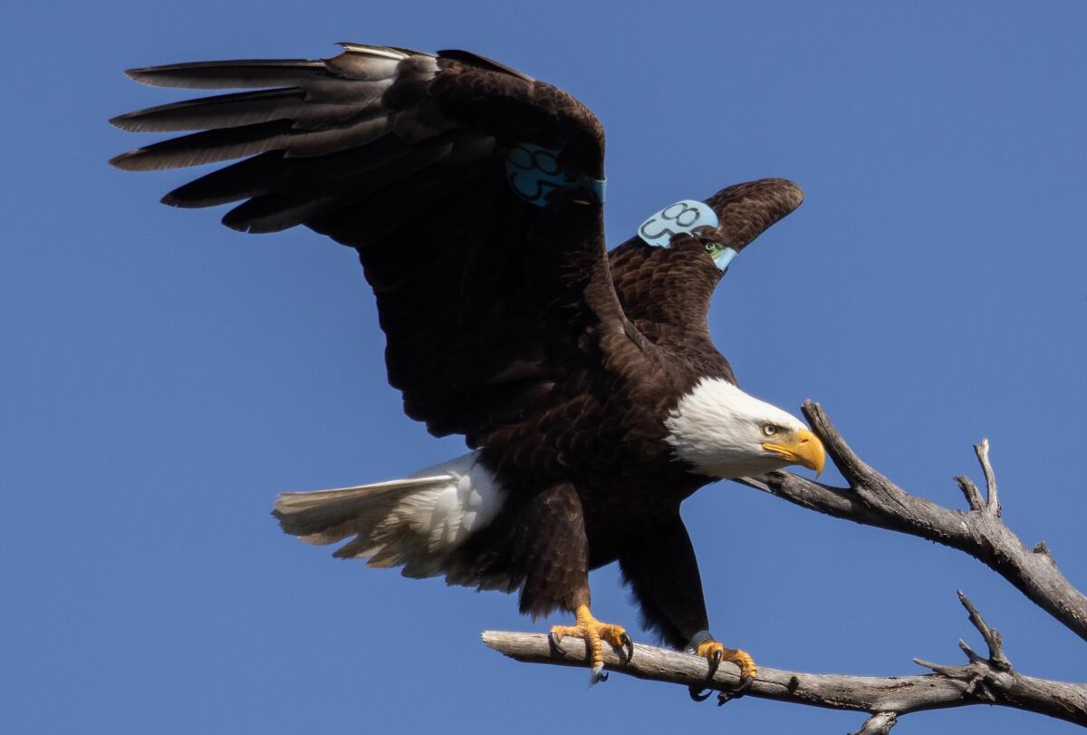 A tagged female bald eagle lands on a branch.