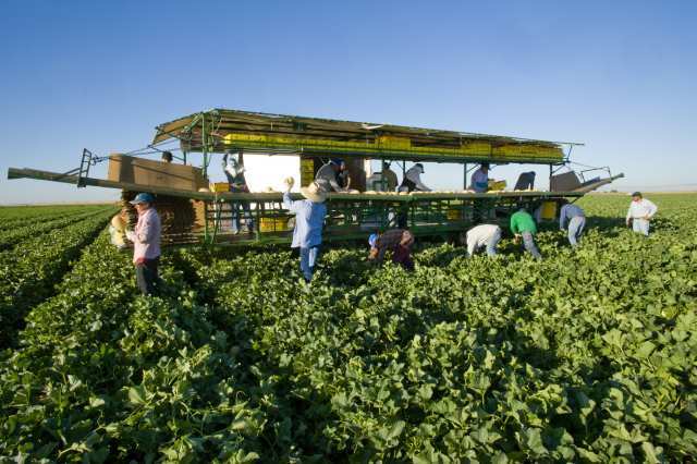 Hami melon harvest at Sandstone Marketing's fields in Huron, on the west side of the San Joaquin Valley. Workers cut ripe melons off the plant and place them on a slowly advancing harvest platform, where the fruits are brushed, if needed, and packed in boxes.
