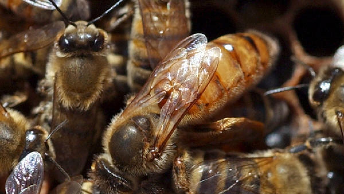 Una vista de una abeja reina en el centro de una colmena.