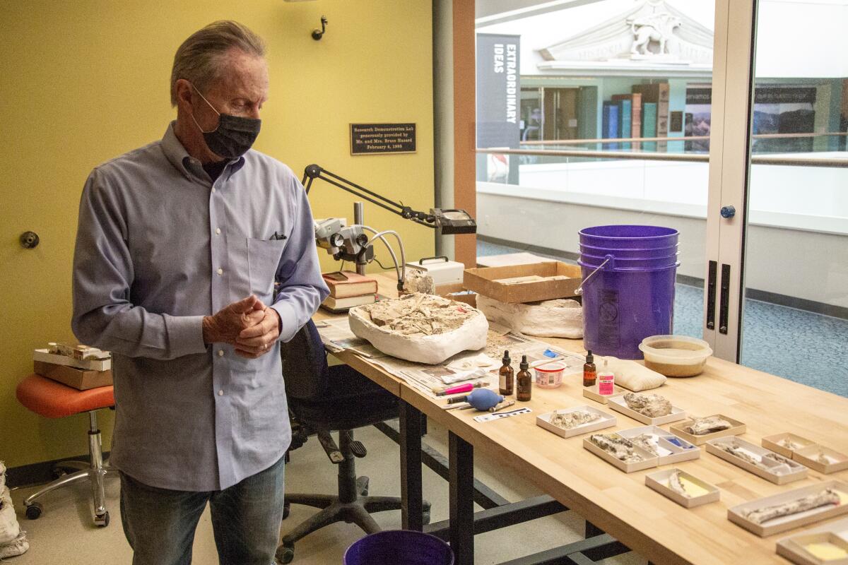 Thomas Demere, curator of paleontology at the San Diego Natural History Museum, studies fossils.