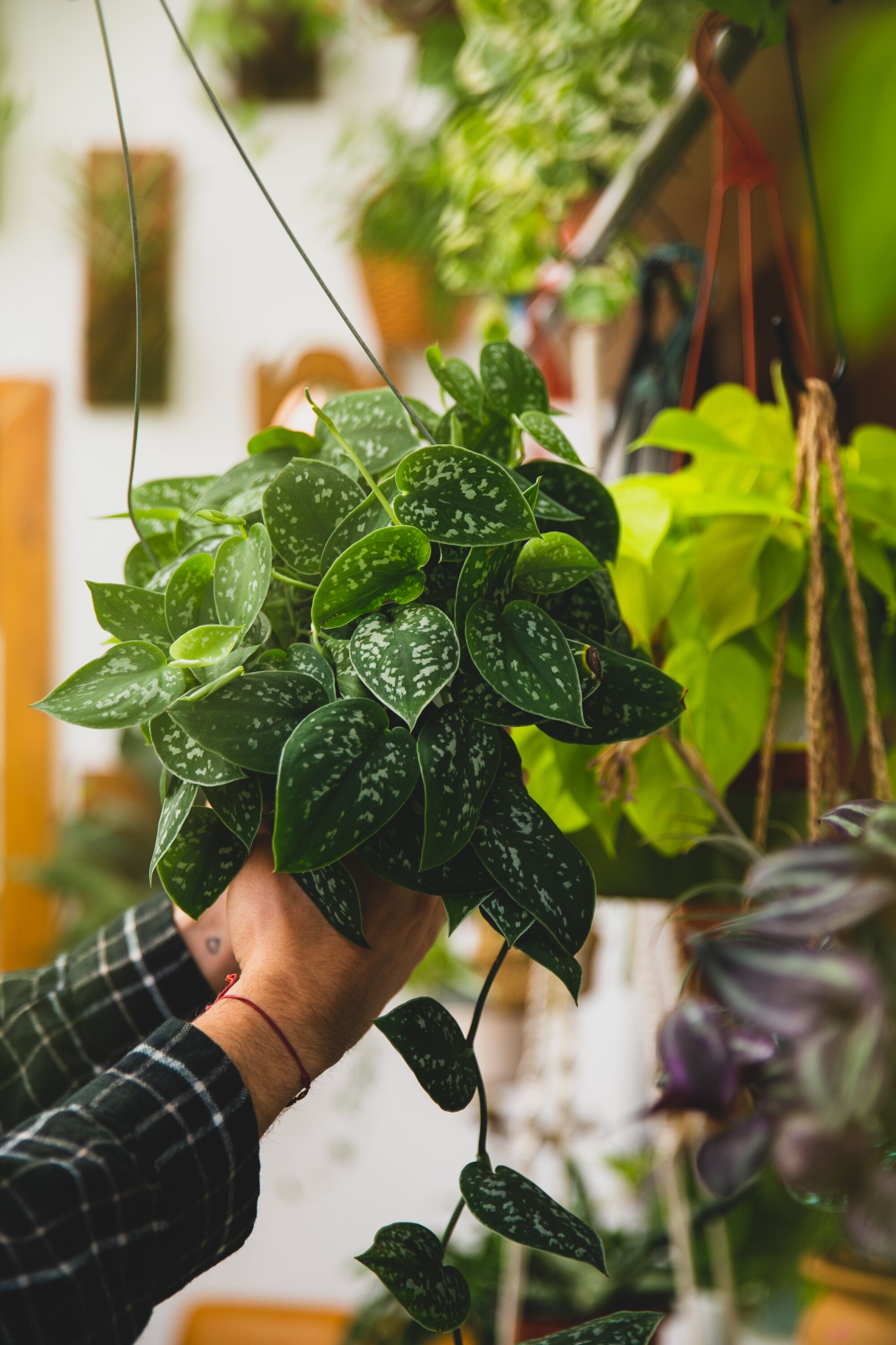 Hands reach out to grab a hanging plant.