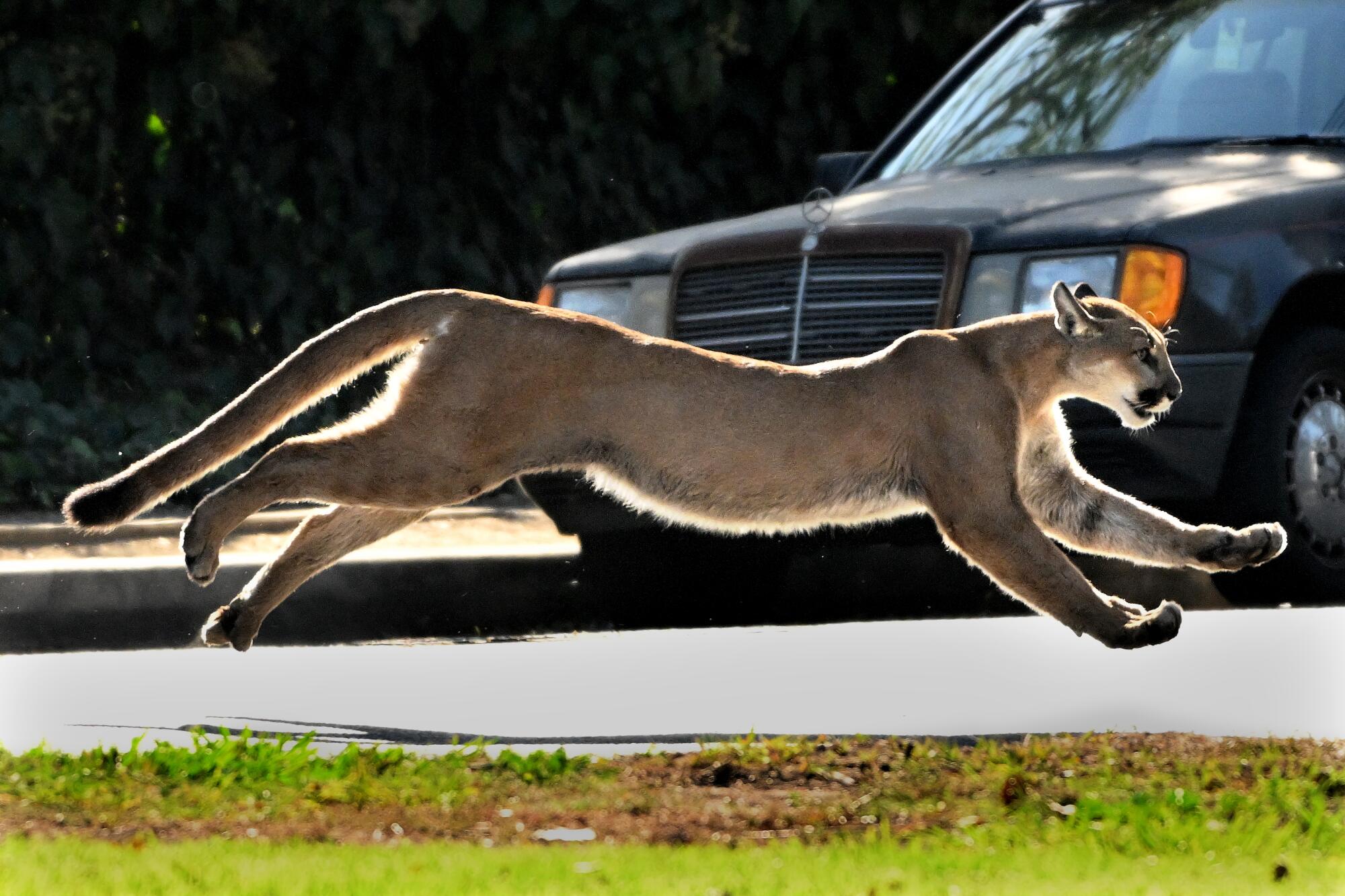 A mountain lion leaps across a street in front of a parked car.