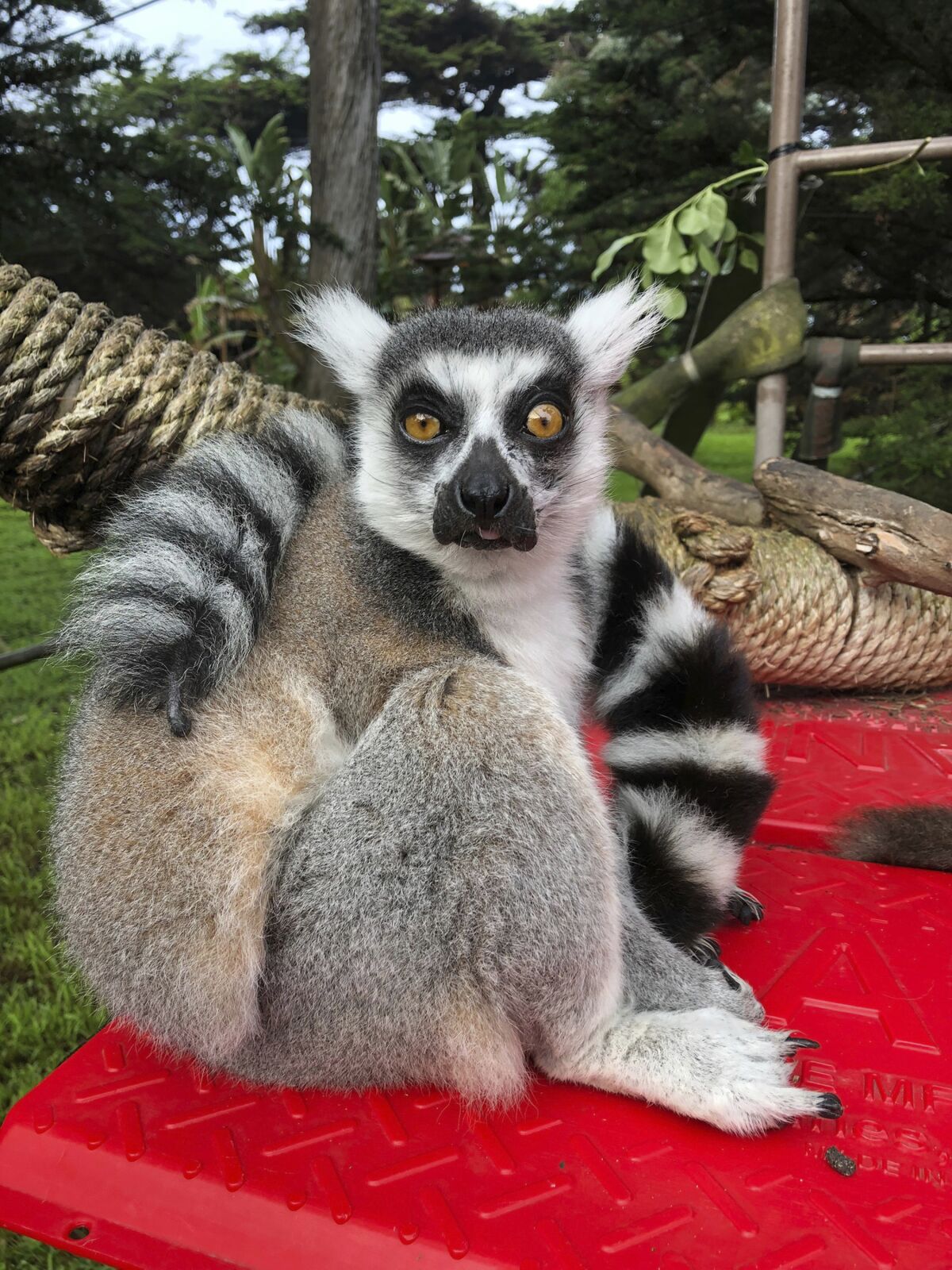 This Dec. 17, 2018, photo provided by the San Francisco Police courtesy of the San Francisco Zoo, shows a missing lemur, named Maki. The ring-tailed lemur was missing from the San Francisco Zoo after someone broke into an enclosure overnight and stole the endangered animal, police said Wednesday, Oct. 14, 2020. The 21-year-old male lemur was discovered missing shortly before the zoo opened to visitors, zoo and police officials said. They're seeking tips from the public in hopes of finding the lemur, explaining that Maki is an endangered animal that requires specialized care. (Marianne V. Hale/San Francisco Zoo via AP)