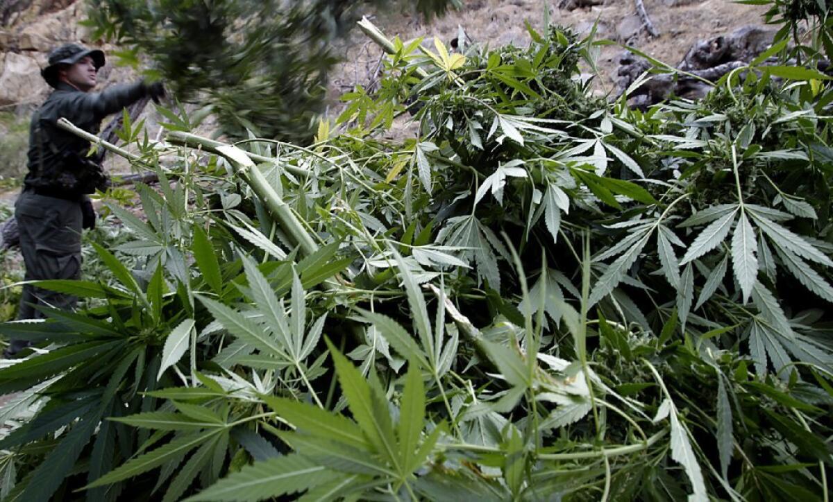 A warden with the California Department of Fish and Game hacks down marijuana plants near Kernville. Cannabis clubs in San Jose are offering free pot and discounts to patients who go to the polls Tuesday and vote in several contested races.