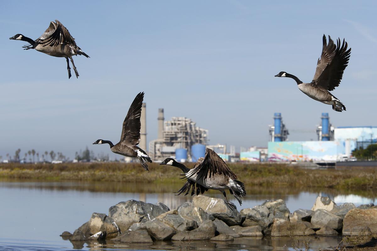 Four geese take flight from a rocky breakwater in a wetland area with a backdrop of industrial buildings