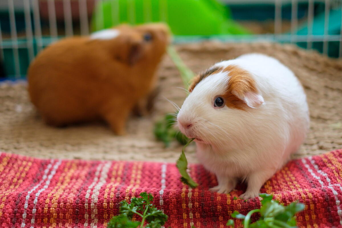 Beautiful view of Raw Parsley And Guinea Pig Detoxification