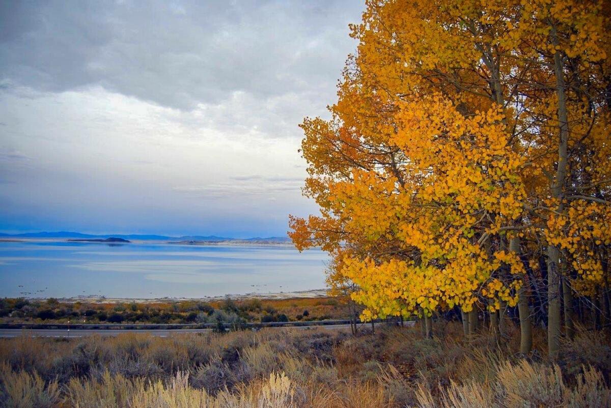 Mono Lake with fall colors