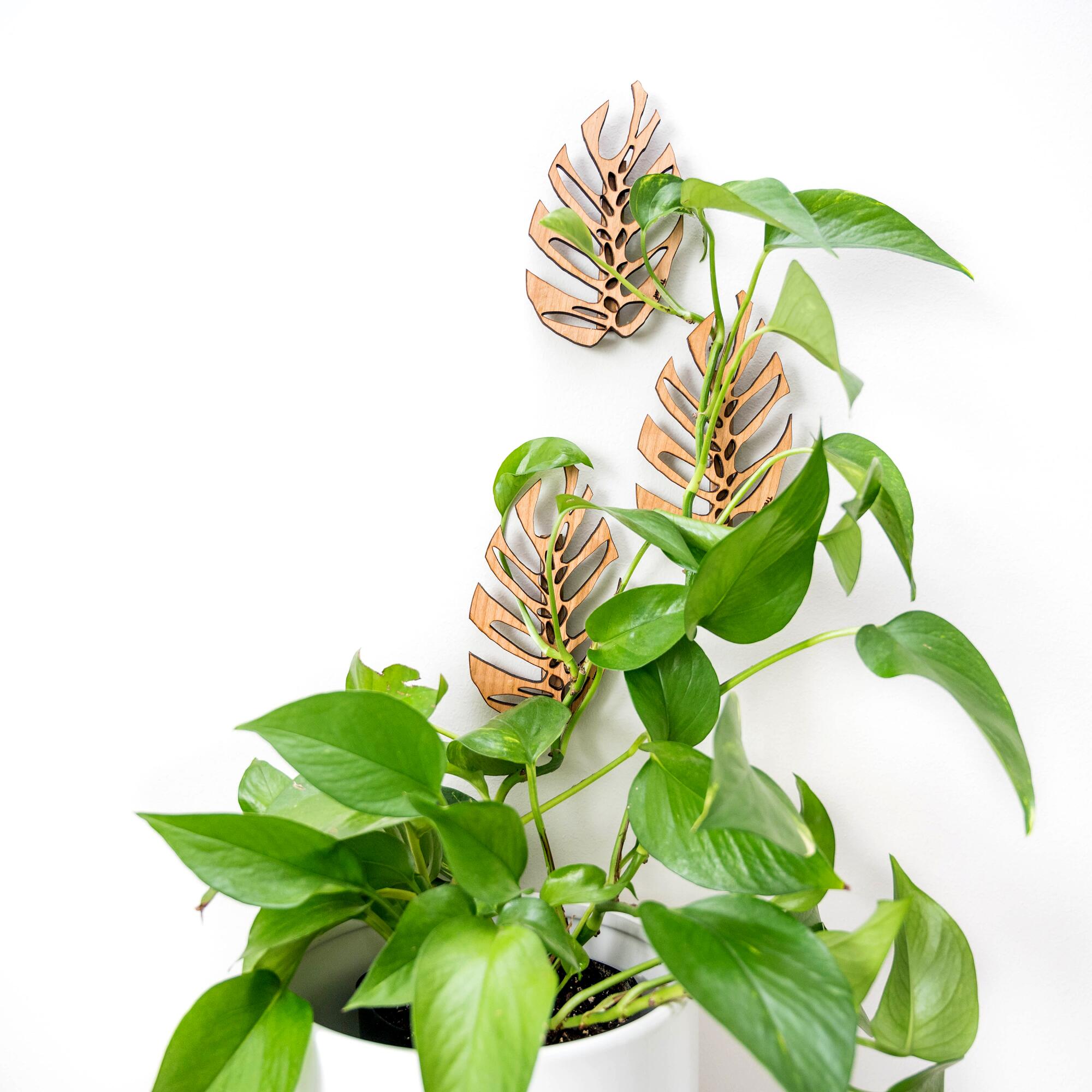 A plant trellis and a plant.