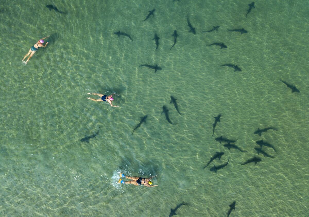 Small sharks are seen amid clear shallow water, with several people paddling above.
