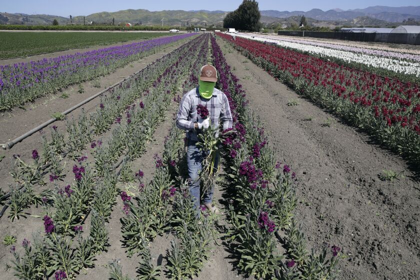 FILE - In this April 15, 2020, file photo, a farmworker, considered an essential worker under the current COVID-19 guidelines, covers his face as he works at a flower farm in Santa Paula, Calif. Gov. Gavin Newsom on Friday, July 24, 2020, pledged to do more to protect Latinos and essential workers from economic and health harms caused by the coronavirus pandemic, but he said he will do so by working with the Legislature, not acting on his own. (AP Photo/Marcio Jose Sanchez, File)