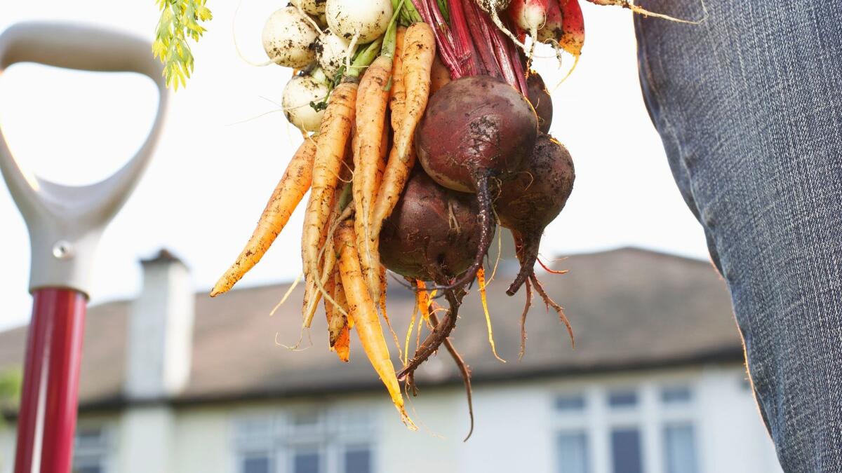Carrots and beets. (Martin Poole / Getty Images)