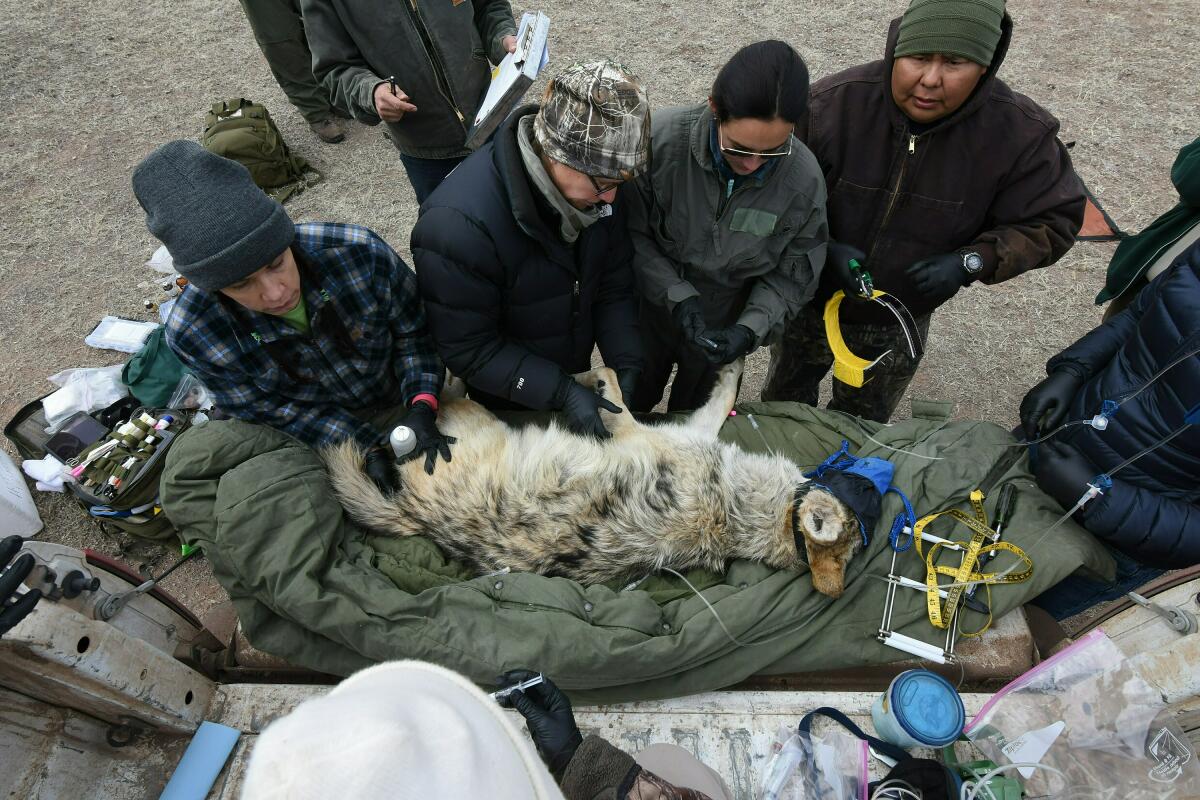 FILE - In this Feb. 13, 2019, photo provided by the U.S. Fish and Wildlife Service, members of the Mexican gray wolf recovery team gathere data from a wolf captured during an annual census near Alpine, Ariz. A coalition of groups argue in a petition submitted Thursday, Dec. 8, 2022, to U.S. Interior Secretary Deb Haaland and the U.S. Fish and Wildlife Service that small statured Mexican gray wolves are often mistaken for coyotes and that protecting coyotes would in turn cutdown on wolf deaths. (Mark Davis/U.S. Fish and Wildlife Service via AP, File)