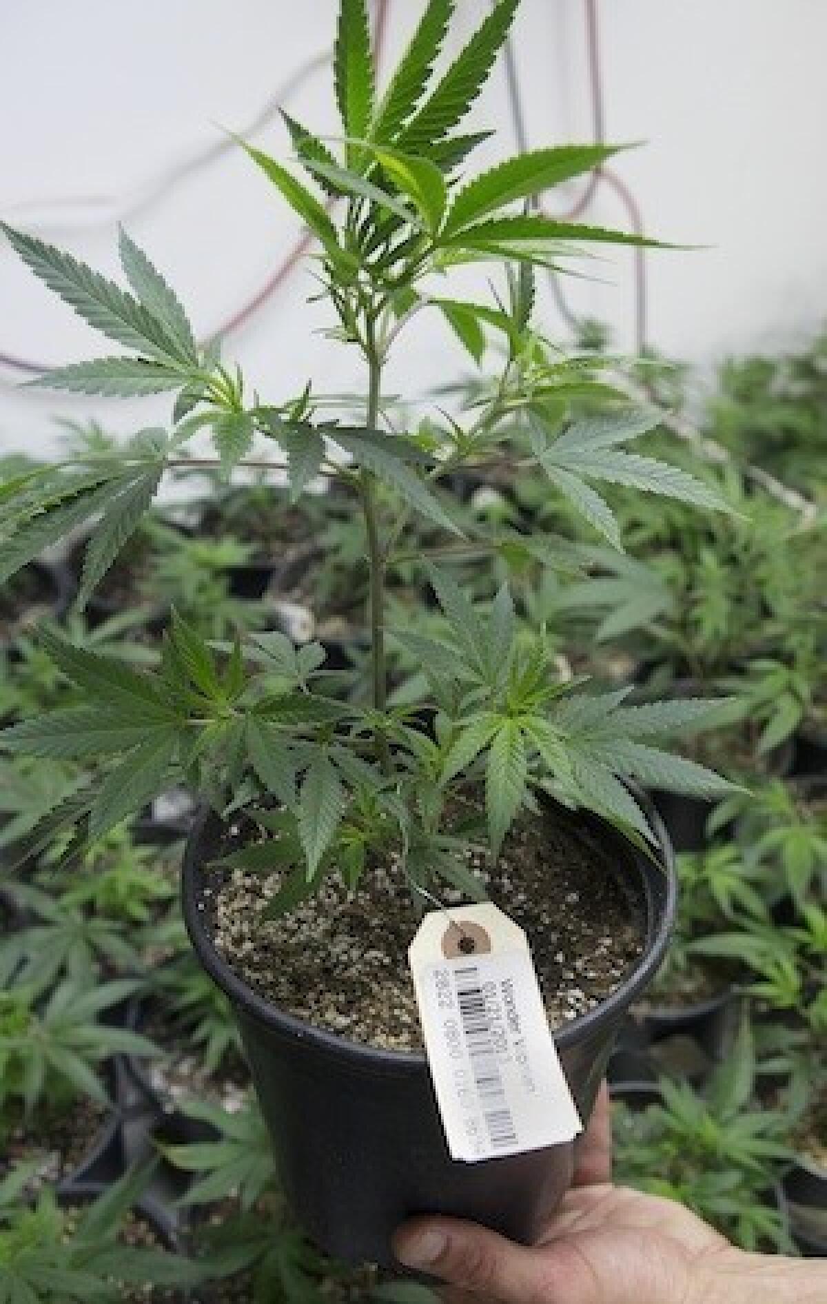 Bar codes track marijuana plants at a grow house in Denver.