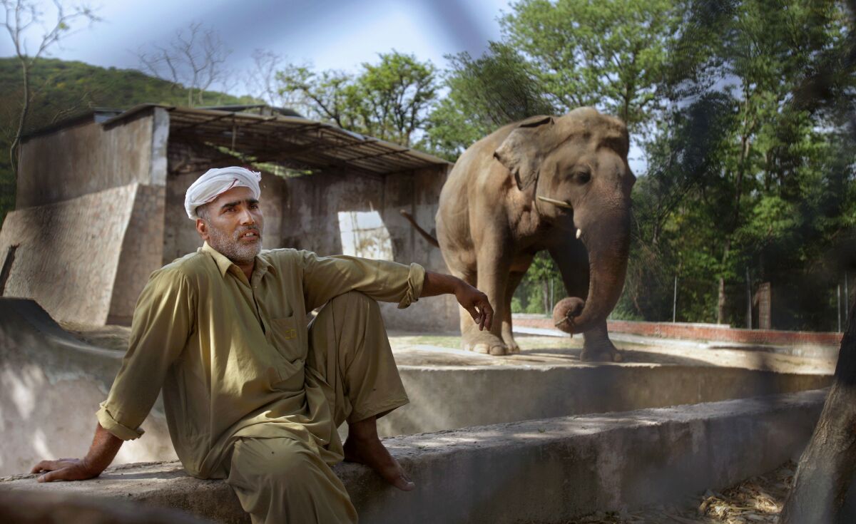Kaavan in the enclosure in the Islamabad Zoo where he lived for three decades.