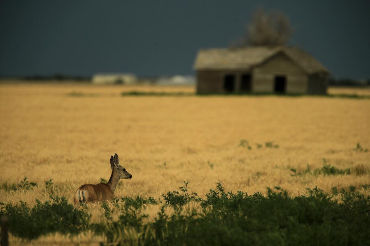 A deer looks across a field near Eads, Colo.