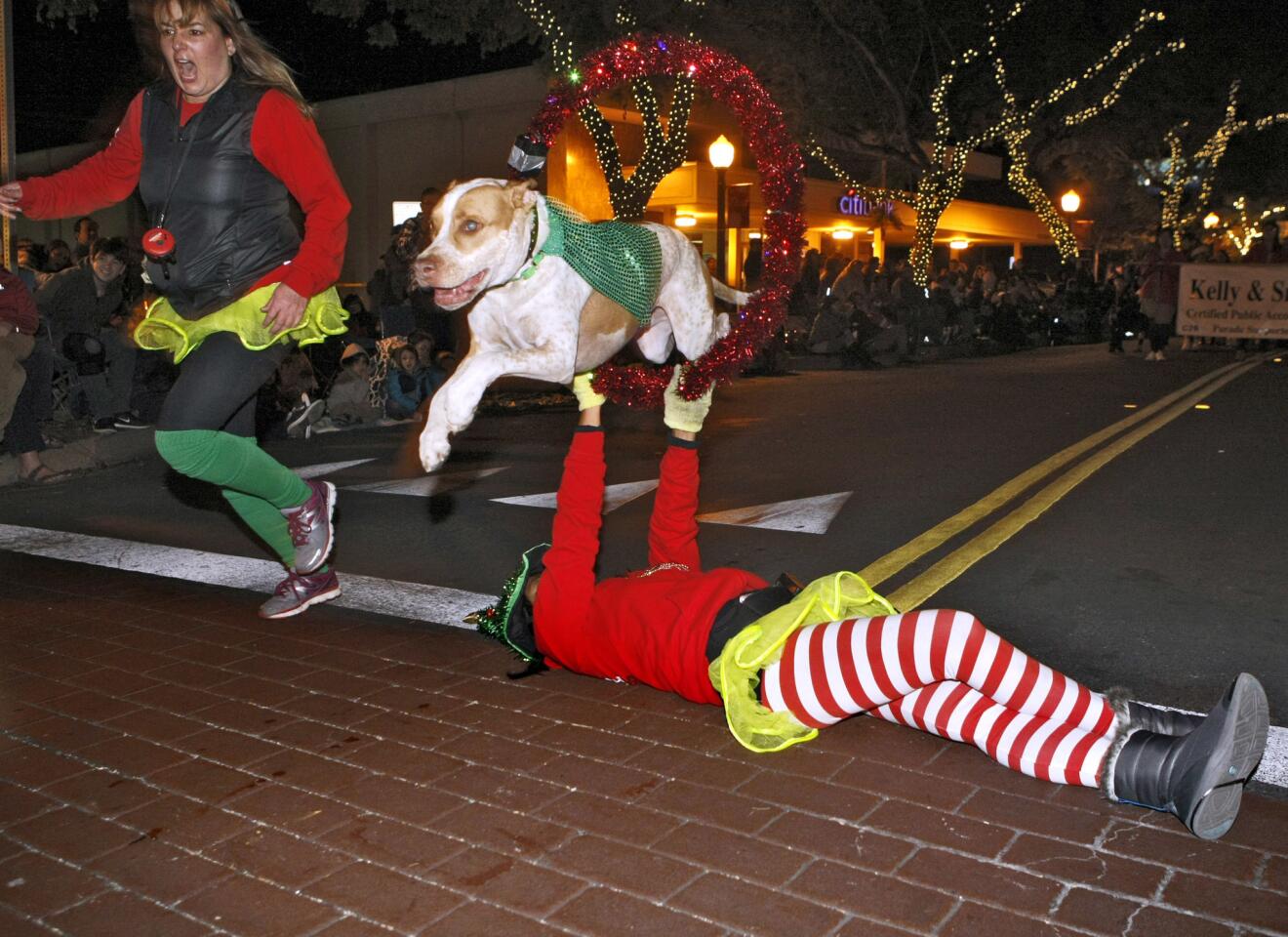 A dog named Rudy, from La Crescenta, jumps over a hoop at the annual Montrose - Glendale Christmas Parade, on Honolulu Ave. in Montrose, on Saturday, Dec. 3, 2016.