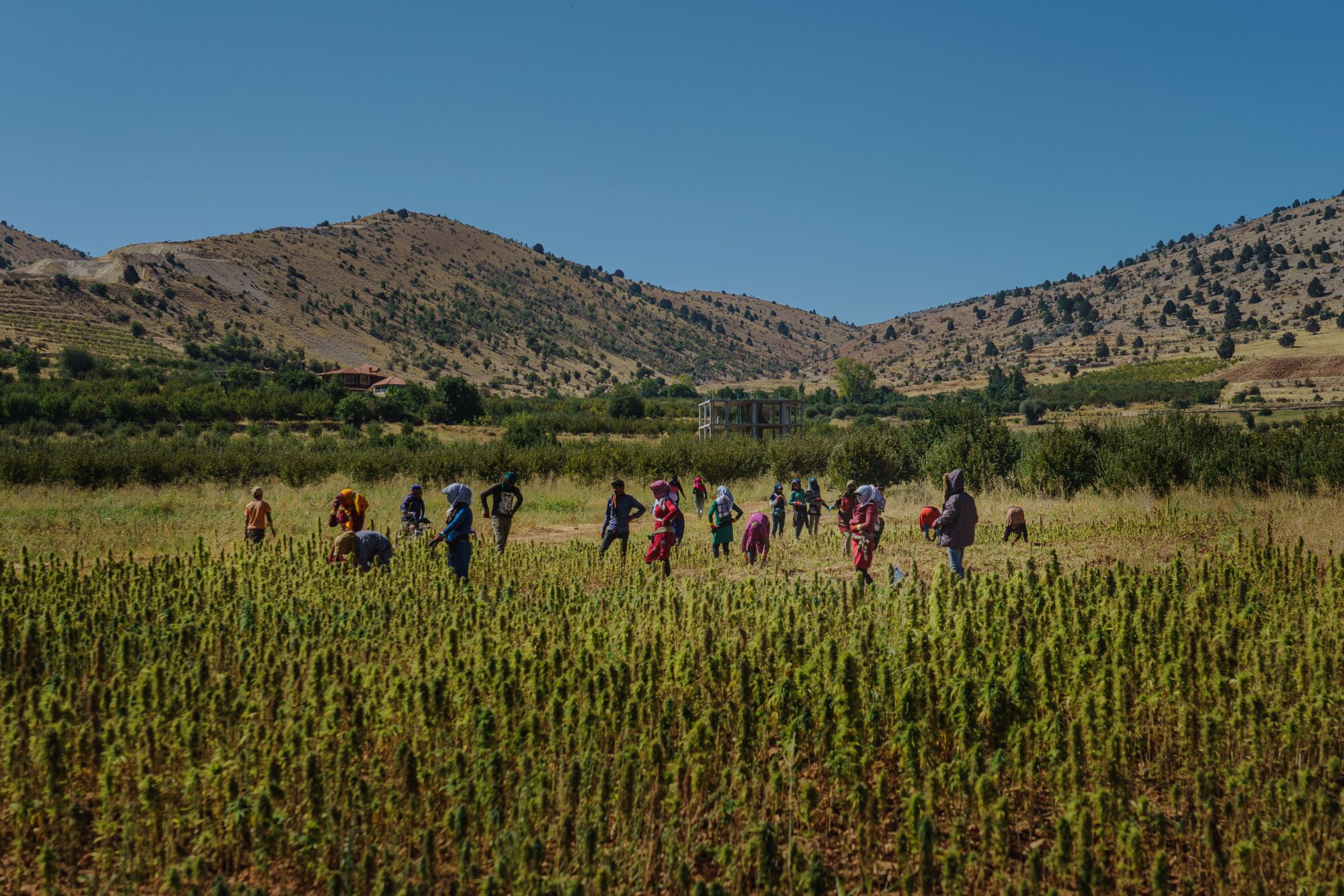 Farmworkers at work in a cannabis field in Yammouneh, Lebanon.
