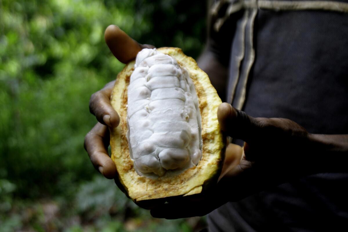 Sylvain N'goran , who has been a cocoa farmer for the past 17 years, holds cocoa beans in his hand in the village of Bocanda north of Abidjan, Ivory Coast, Oct. 24, 2022. National production remains on track because the amount of land being cultivated is on the rise. But experts say small-scale farmers are hurting this year. For the cocoa tree to fruit well, rains need to come at the right times in the growing cycle. Coming at the wrong times risks crop disease. (AP Photo/ Diomande Bleblonde)