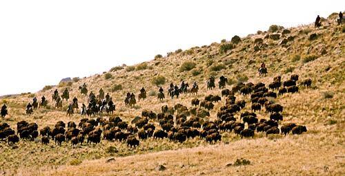 Bison roundup on Antelope Island in Utah