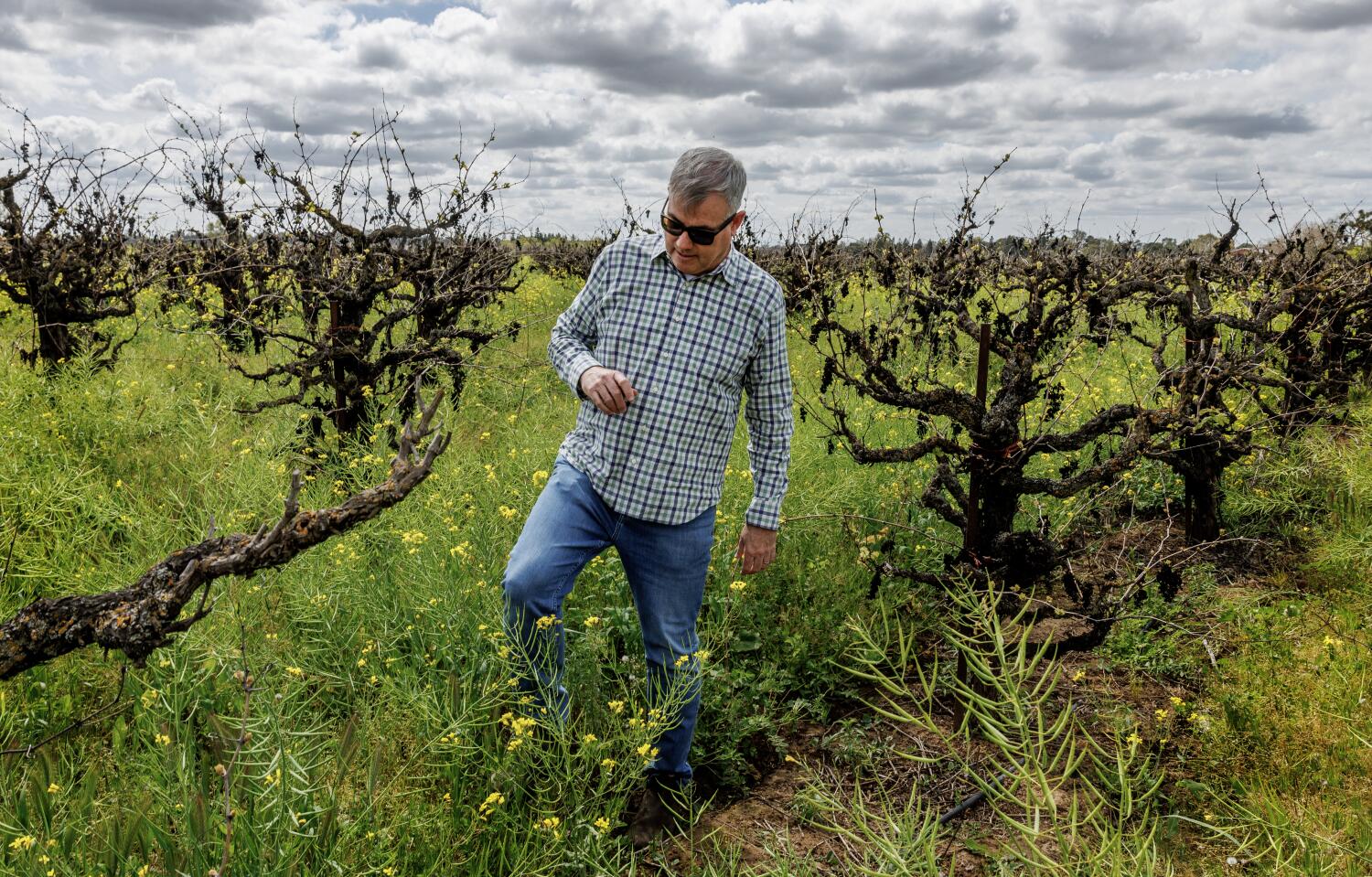 Global wine glut compounds headaches for struggling California vineyards