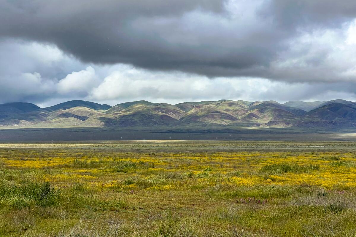 A landscape dotted with patches of yellow flowers, with hills in the background and a cloudy sky above.