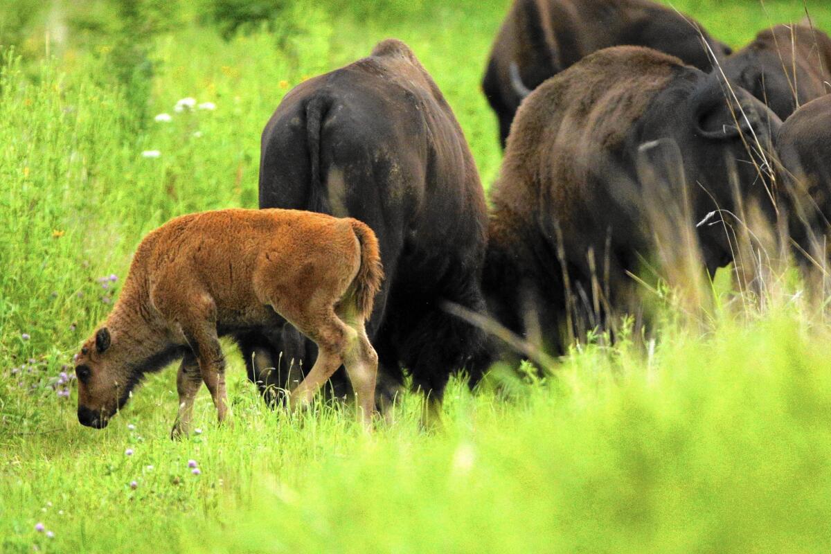 Bison calves stay near their mothers as they walk with the herd at the Nachusa Grasslands prairie restoration site in Franklin Grove, Ill.
