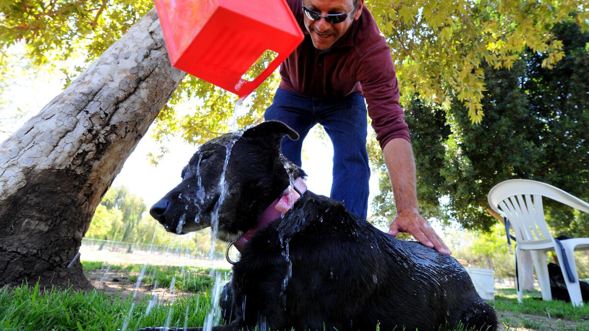 Steve Akerboom of Northridge cools off his dog Christine at the Sepulveda Basin Off-Leash Dog Park.