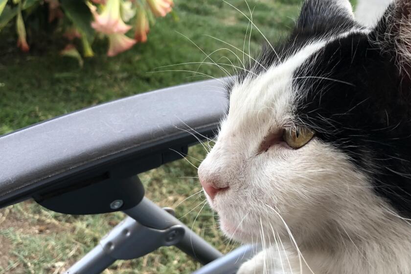 Nancy Glowinski’s foster cat, Buster, on a chair beneath a guava tree in her yard in a neighborhood near the L.A. River.
