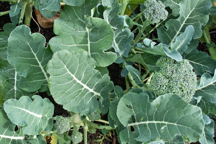 Broccoli-Green-Sprouting-Calabrese.jpg