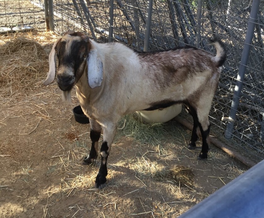 Pet of the week is a goat named Blitzen