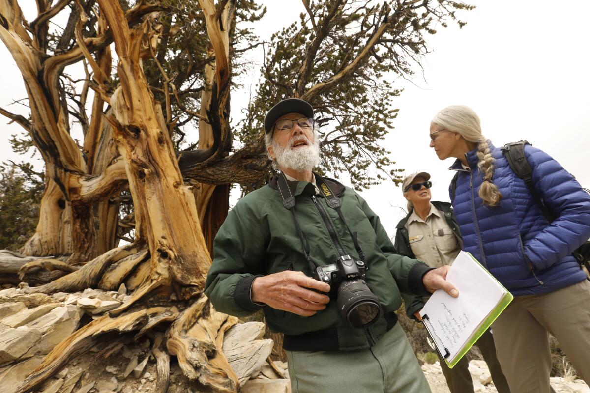 At Ancient Bristlecone Pine Forest, Martin McKenzie checks on causes of dying trees.