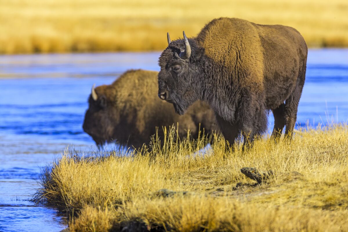 A bison crosses Firehole River in Yellowstone National Park.