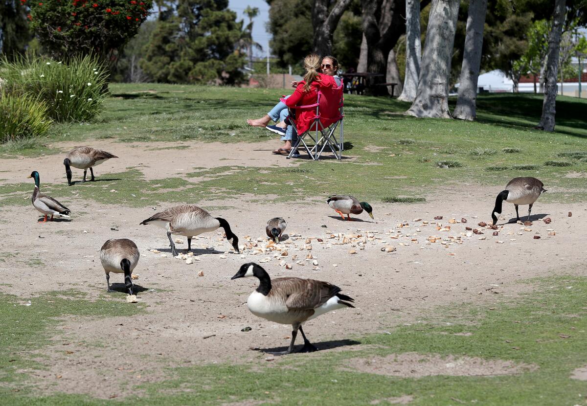 Geese and ducks near the pond at TeWinkle Park on Tuesday, April 5, 2022.
