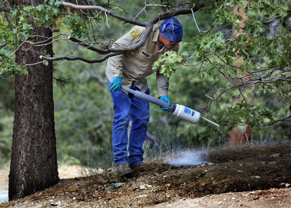 A Los Angeles County pest control worker applies insecticide powder to a rodent and squirrel hole to kill infected fleas at a campground near Wrightwood, Calif., in July. This month a boy in New Mexico contracted the disease, the first confirmed case of plague in the country this year.