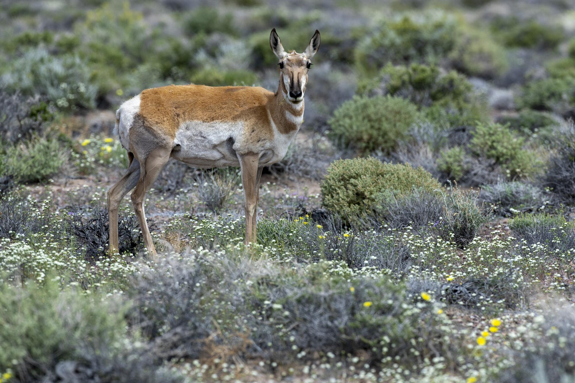 A female pronghorn pauses while eating wildflowers along a highway near the Mojave Desert town of Beatty, Nev. It is unclear why the creatures are returning to the unforgiving desert in and around Death Valley National Park.