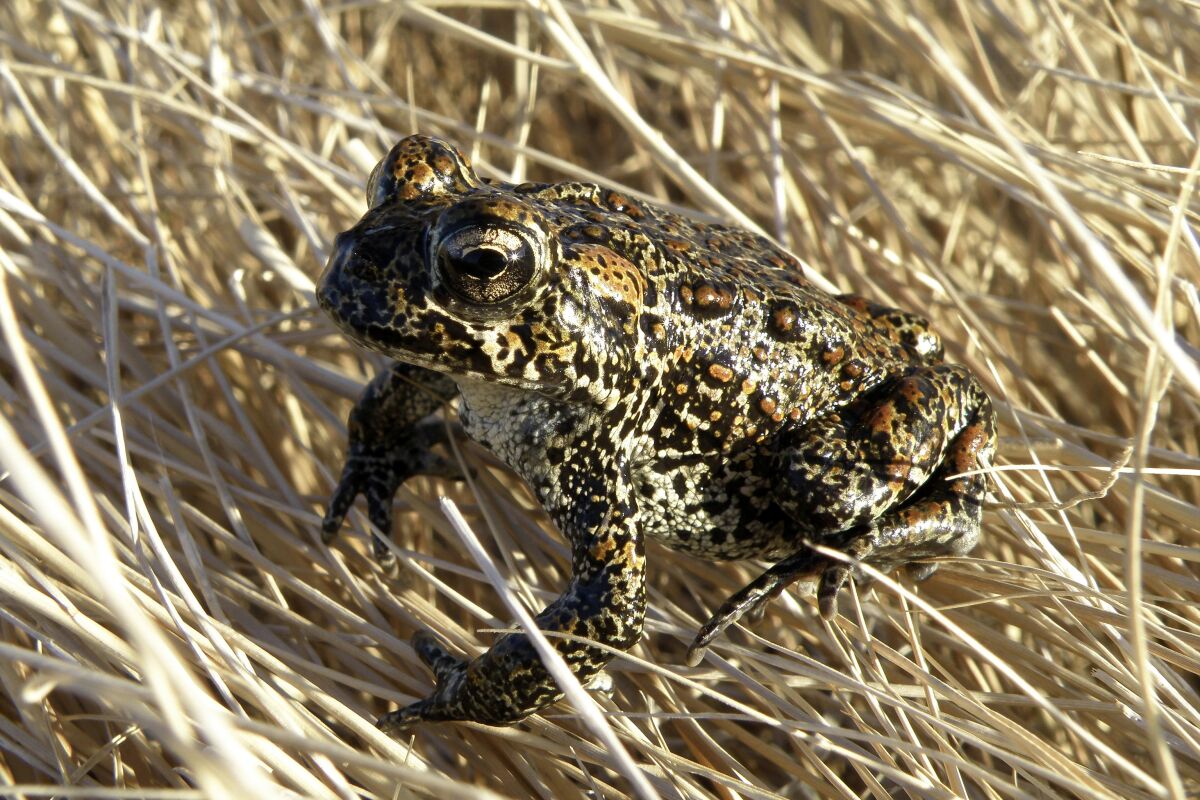 FILE - In this photo provided by the Nevada Department of Wildlife, a Dixie Valley toad sits atop grass in Dixie Valley, Nev., on April 6, 2009. The U.S. Fish and Wildlife Service temporarily listed a rare northern Nevada toad as endangered on an emergency basis partly because of threats a geothermal plant in the works poses to its habitat in the only place its known to live in the world about 100 miles east of Reno. (Matt Maples/Nevada Department of Wildlife via AP, File)