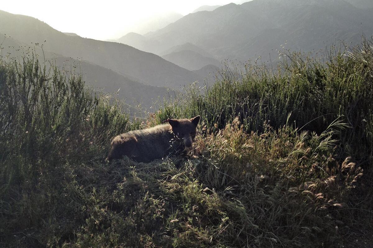A small bear stands in tall grasses in the foreground. Cascading mountains bathed in late afternoon light are on horizon 