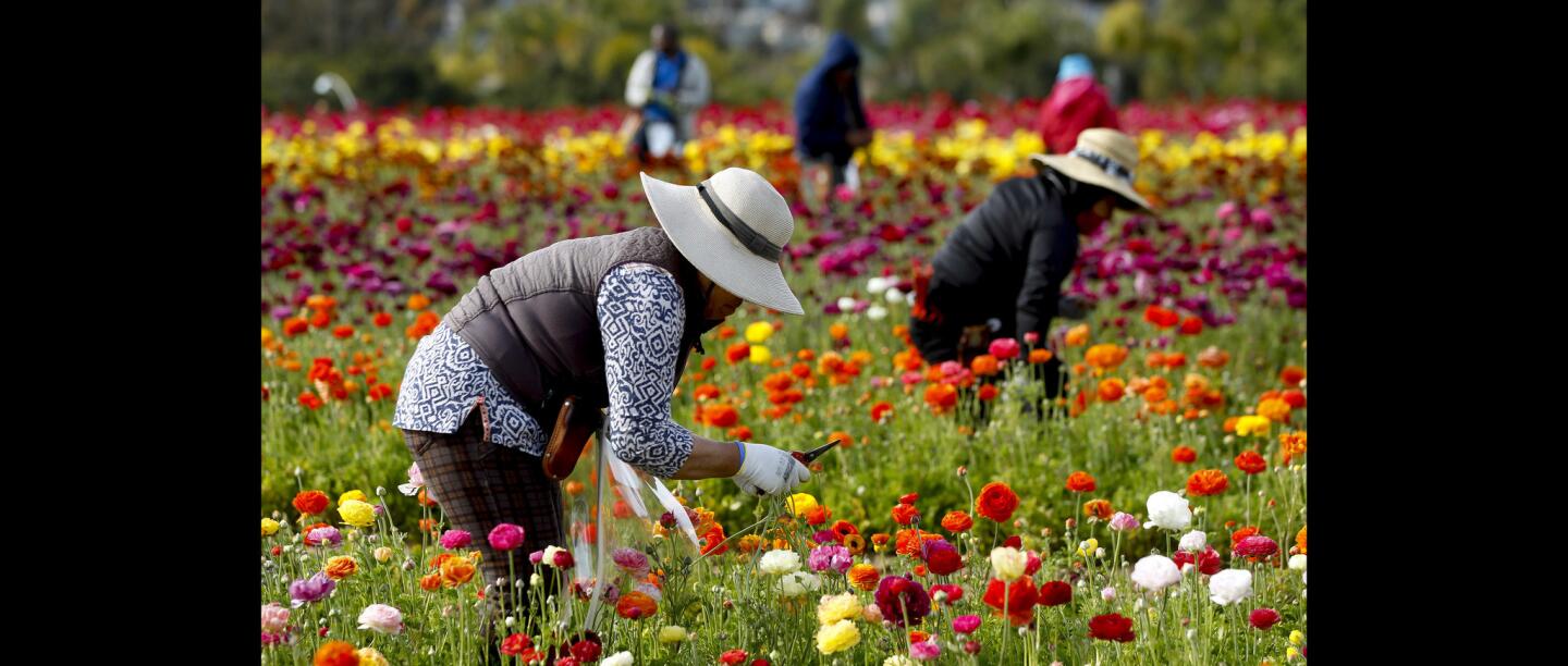 The Flower Fields of Carlsbad