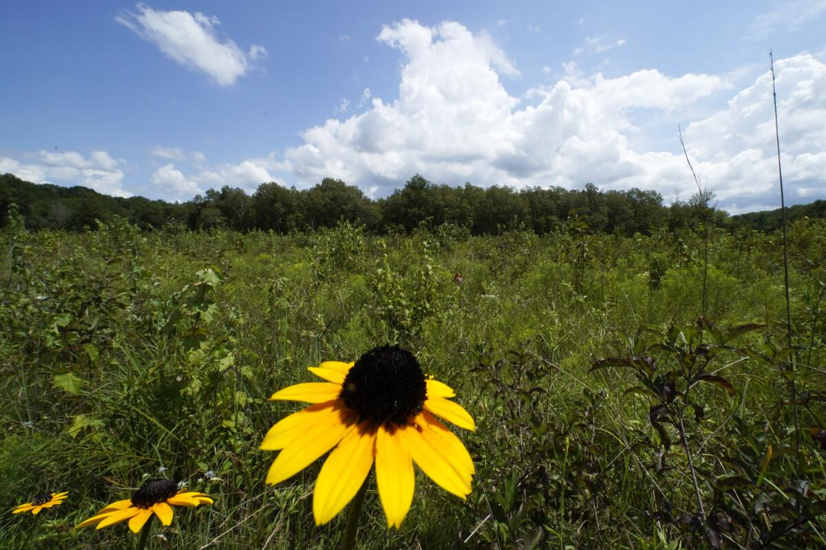 A black-eyed Susan flower grows among a variety of plants at the May Prairie State Natural Area in Manchester, Tenn.