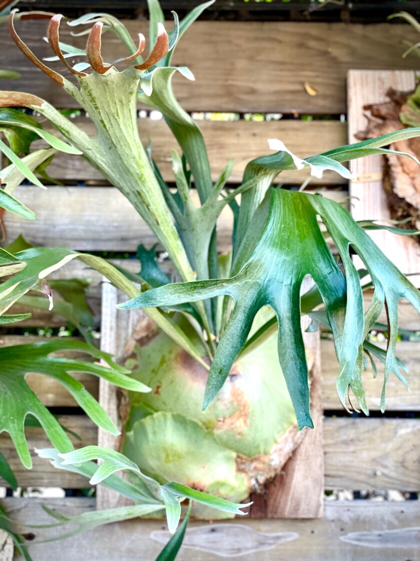 A platycerium bifurcatum, or Staghorn fern